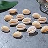 DAHI 18-20mm 0.8Inch 70pcs White Natural Spiral Shell Beads Sea Shell Cowrie Beach SpacerBeads for Earring Bracelet Jewelry Making and DIY Crafts (70pcs)