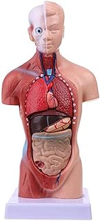 Scientific Research Teaching Visceral Model,Brain Organ Torso Heart Detachable 3D Mannequin Model Washable PVC Suitable for Home and Classroom Learning/Human Organ Model