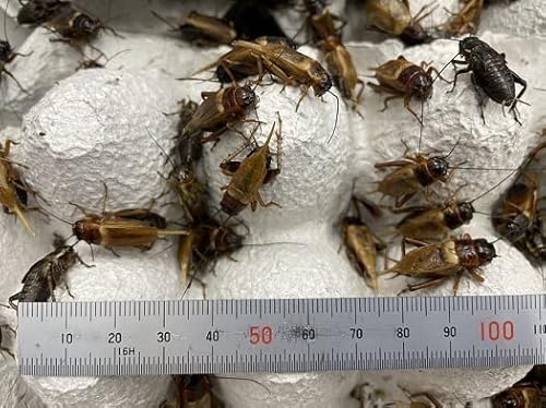 (a) t^zVRIM L (20mm`30mm) 50C ঒  ^ a GT