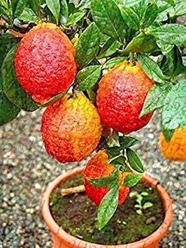 Potseed20 Pcs/Bag Red Lemon Tree Also is Blood Orange Organic Fruit Trred Lime S