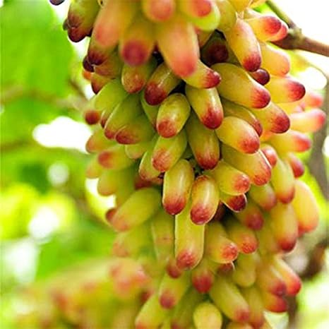 TENGGO Egrow 50 Unids/Pack Finger Grape Seed Delicious Potted Fruit Grapes Planta Semillas para el hogar y el jardín - Amarillo