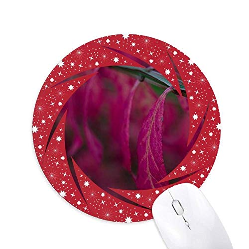 Ԃt̐A̎Rʐ^Be ~`S̐Ԃ̃zC[pbh