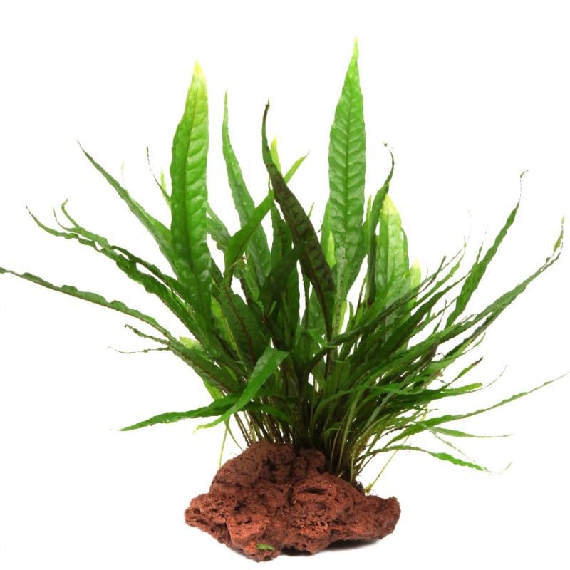 Maalavya Live Aquarium Aquatic Plant Java Fern Wrinkle Leaf (Microsorum pteropus) On Lava Rock (15 to 20 Leafs) (B0DHH6MFM8) Amazon Price History, Amazon Price Tracker