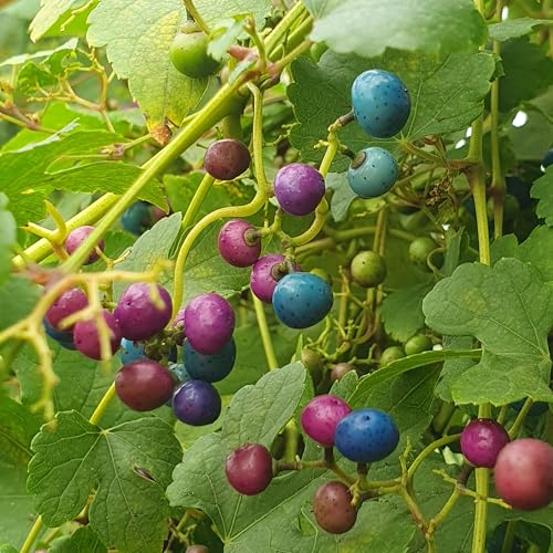 Vigne vierge à fruits bleus (Ampelopsis brevipedunculata) Berry Elegans 1L - Feuilles marbrées, pousses rose foncé