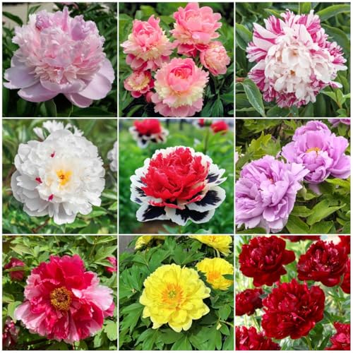 98 Mixed Peony Seeds for Planting - Colorful Perennial Flower Seeds Heirloom Non-GMO Variety for Home Garden & Flower Beds - Stunning Ruffled Double Blooms Attracts Bees and Pollinator