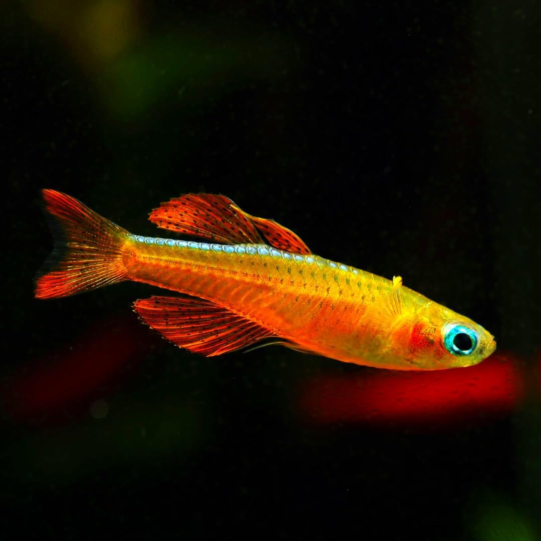 Neat&Tidy Red Neon Blue Eye Rainbow Fish - 6 Pack Live Freshwater Aquarium Fish