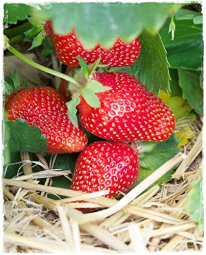 Pianta di FRAGOLA RIFIORENTE 'Charlotte' Fragaria Ananassa - in vaso: Ø 10 cm