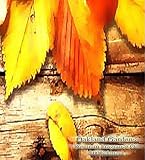 Naked in the Woods - Fragrance Oil Italian Bergamot, White Tea Leaves & sun warmed figs with notes of Jasmine, Heliotrope Sandalwood Perfect For Soap, Candle Making, & Cosmetic Applications ~!! 1,000+ Varieties to Choose From - Fragrance Oil By Oakla...