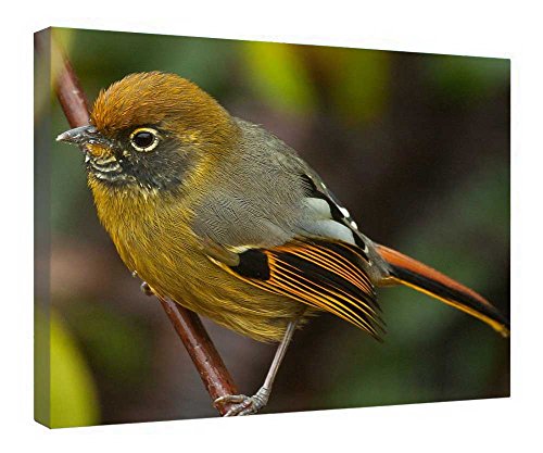 Tableau oiseau sur toile avec cadre en bois, un cadeau idéal