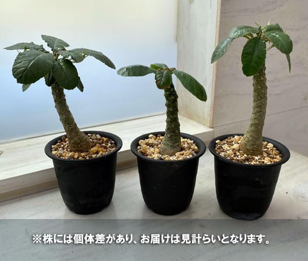 観葉植物 ダブルヘッド 2頭 ドルステニア フォエチダ 観葉植物