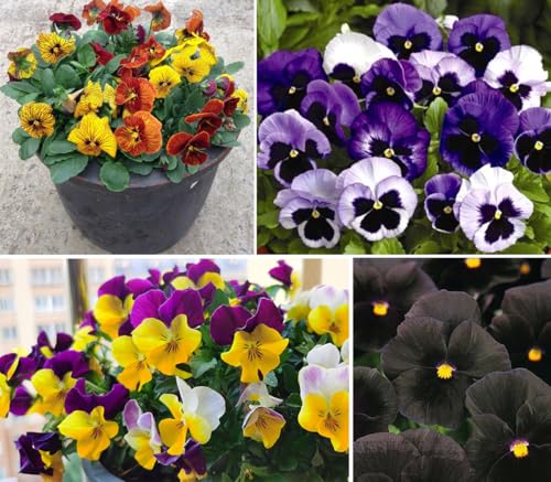 100+ Mixed Pansy Viola Seeds Garden Pansies Flowers Groundcover Garden Planting
