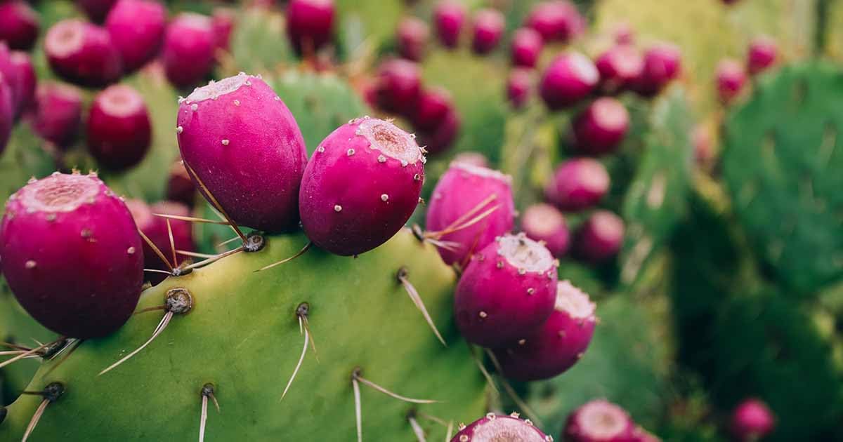 See full amazon price history chart for Anuraj farms Cactus Opuntia Monacantha Live Cactus Plant, Nagphani/Nagfani Cactus Big Medicinal Live Plant Anuraj farms Cactus Opuntia Monacantha Live Cactus Plant, Nagphani/Nagfani Cactus Big Medicinal Live Plant (B0CCJXML94) Amazon Price History, Amazon Price Tracker