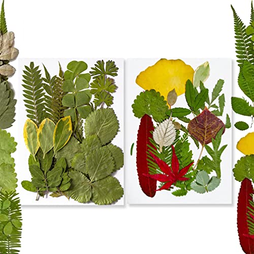 36 hojas secas prensadas para arte y manualidades miniatura 1