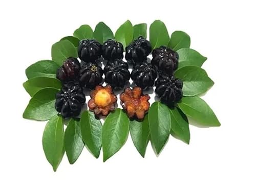 Muda De Pitanga Negra Exótica Rara Para Produzir