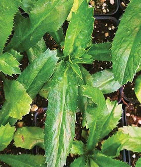 Cybexis Common Mexican Culantro Seeds for Gardening - (100 Seeds)-image-41