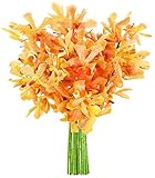KaBloom Spring Collection: Exotic Golden Yellow Mokara Orchids from Thailand without Vase