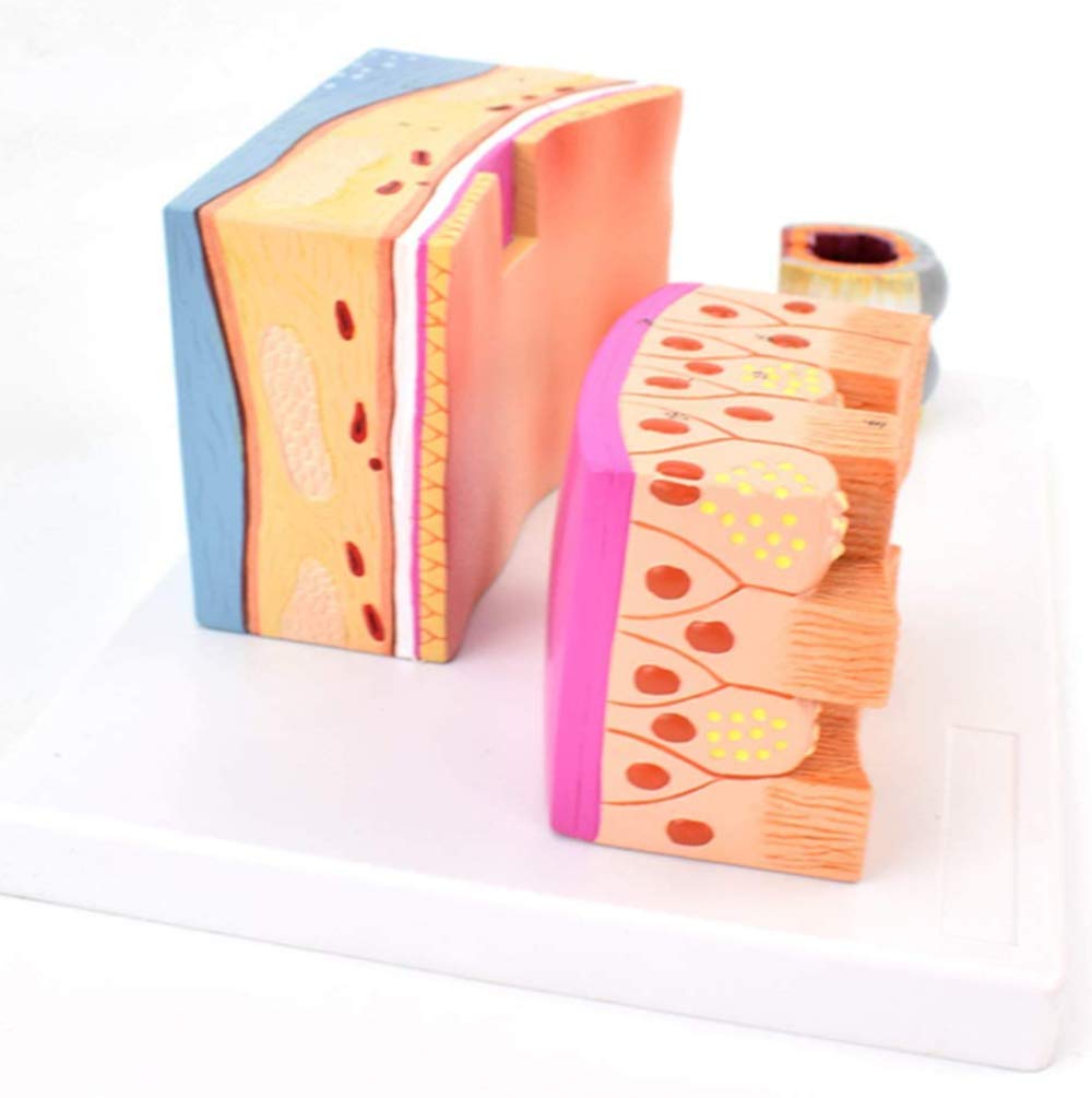 Keil Cartilage Human Anatomy Scientific Model, Anatomie Murale, 3 Fois Agrandissement, Enseignement Dessiné À La Main