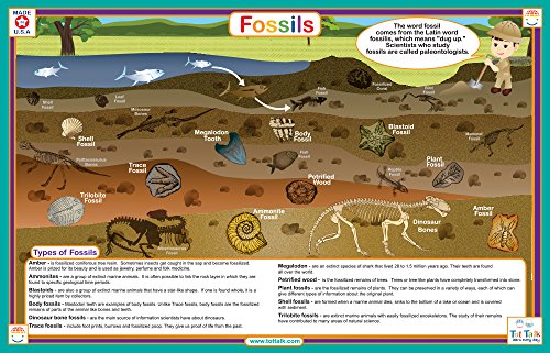 Fossils Placemat