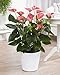 Pink Anthurium Spitzenblatt für innenräume Hauspflanze | 13cm Topf