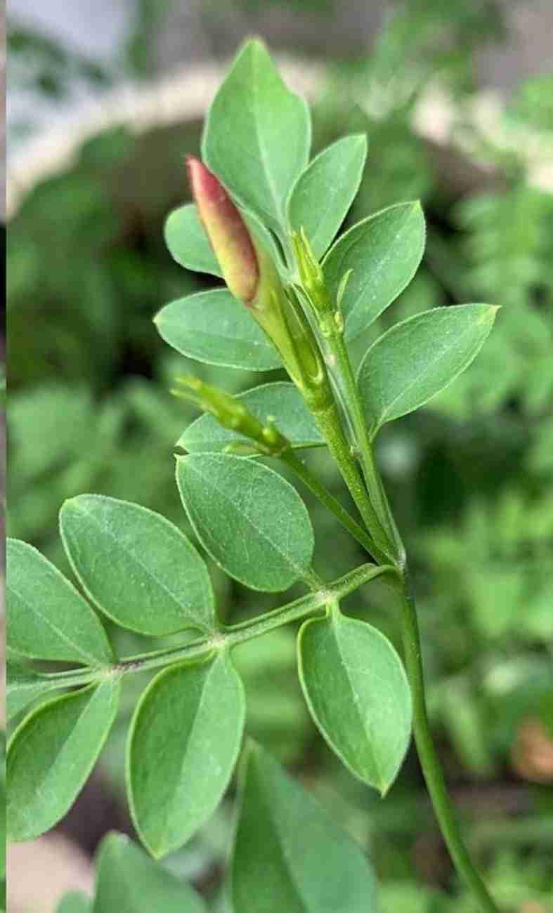 Jathi Malli/Piche Poo Live Plant/Jathi Poo Flower For Home Terrace and Garden With Safe & Secure Packing-image-8