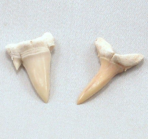 Mini Me Geology Sharks Teeth Fossil - GeoBytes Science Kit, Set of 2 Teeth