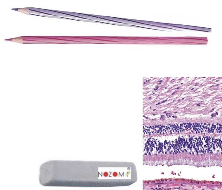 Image of NOZOMI Non-Breaking Hematoxylin & Eosin Pencil Set (Value Pack of 2 Pencils of Violet, Lilac color with 1 Pc. Color Pencil /Ink Eraser) Approved by Medical Councils � Durable, Smooth Application