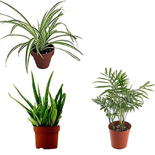 Harit- The Plants Shop Special Air Clean Green Plant Combo-II Bamboo Palm, Spider Plant, Aloe Vera