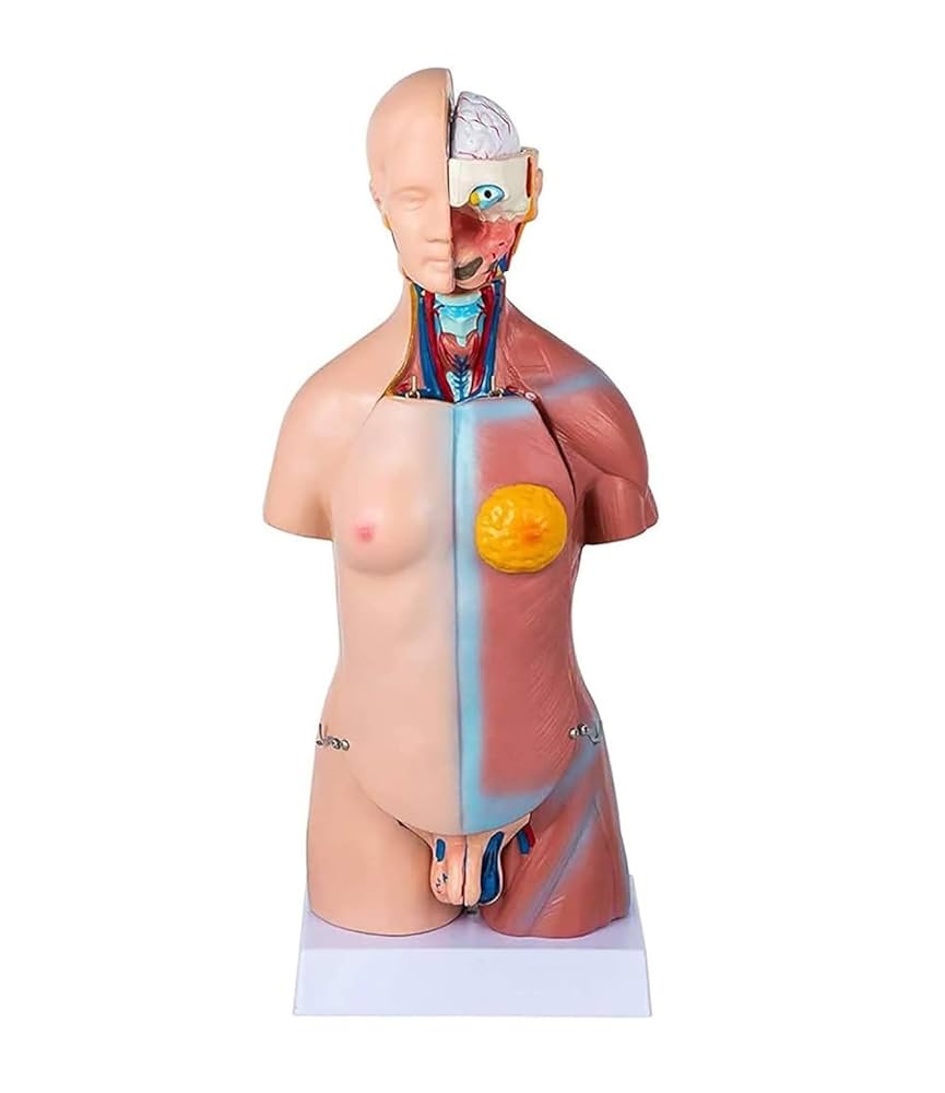 人体模型　解剖学的構造 Amazon.co.jp: 人間モデル 人体模型 解剖学的モデル 人体胴体