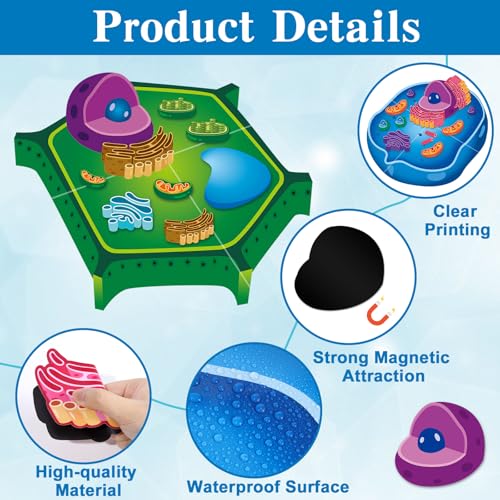 Image of 2 Set Magnetic Animal and Plant Cell Model Clearly Magnets Anatomy Models Educational Science Kits Back to School Biology Classroom Decor for Lab Decorations Teacher Must Haves Learning Teaching Aid
