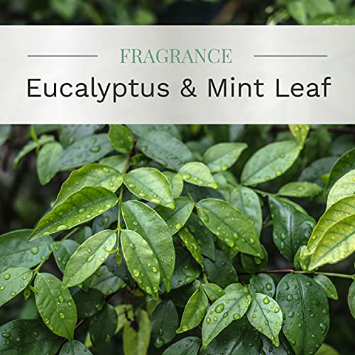Essential Elements By Candle-Lite Scented Candles, Eucalyptus & Mint Leaf Fragrance, One 14.75 Oz. Three-Wick Aromatherapy Candle With 45 Hours Of Burn Time, Off-White Color #TOP1