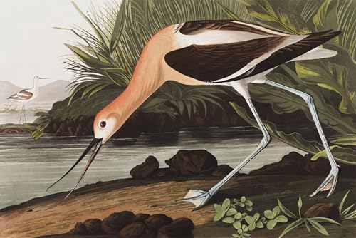 Cuadro de Avocetta por John Audubon para decorar salones elegantes de 60x90cm 1