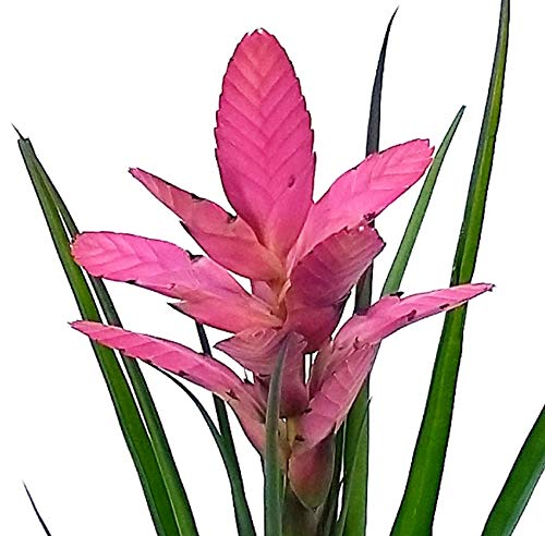 Powers To Flowers - Tillandsia Cyanea 2 Piante, In Vaso Ceramica Nero A Righe Piante Vere