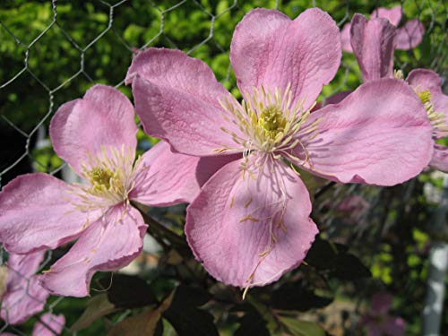 Clématite Tetrarose C 3 Litres