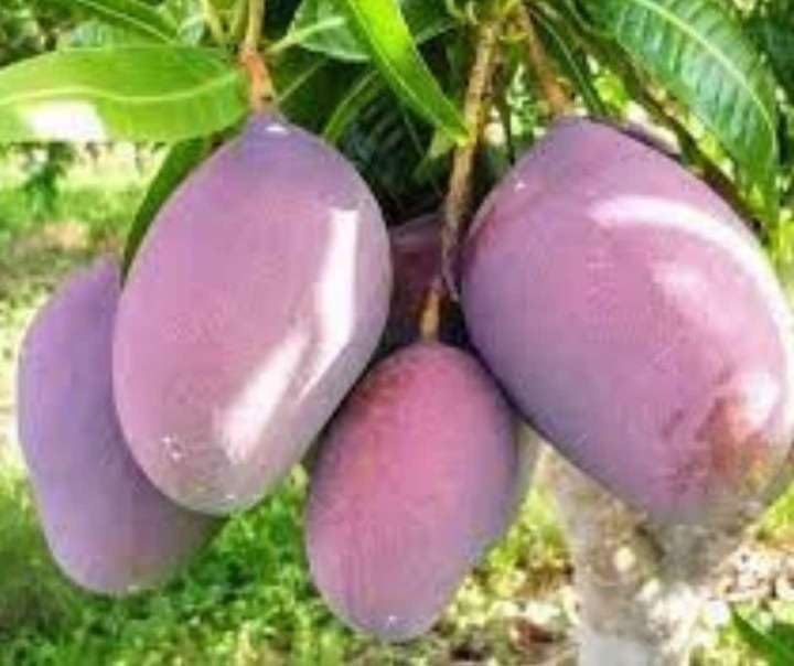 High Yield Rare Black Stone Mango Plant Live Upto 2feet Height Grafted Mature Plant Suitable for Container Gardening (Pack of 1) 4