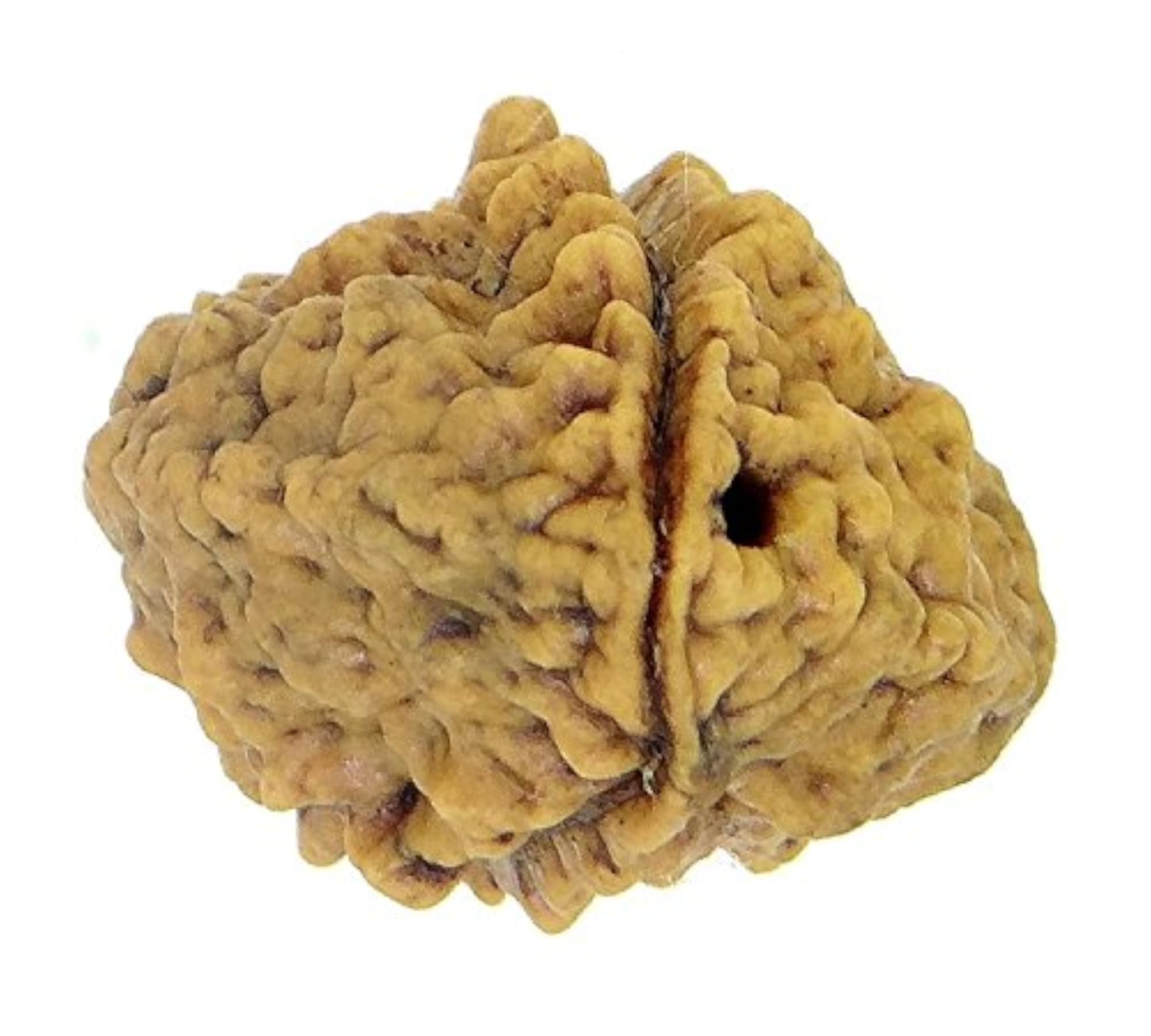 Brown 2 Mukhi Rudraksha, Natural & Certified