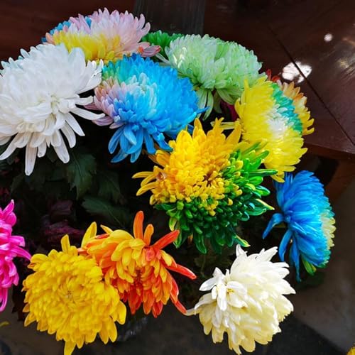 chrysanthemen - wildblumensamen winterharte stauden zimmerpflanze wiesenblumen gartenblumen mehrjährig winterhart garten blumendeko balkon balkongarten 600samen