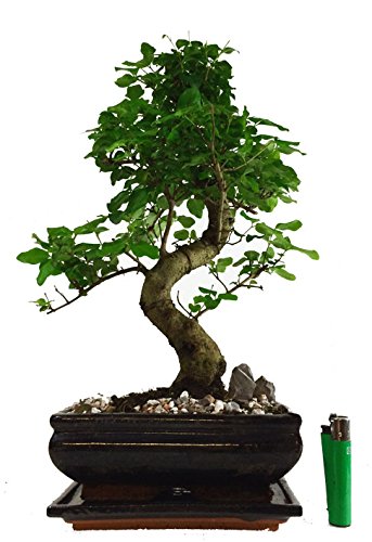 chinese mandarin-ligustrum ovalfolium indoor bonsai tree + ceramic drip tray (m20s+)