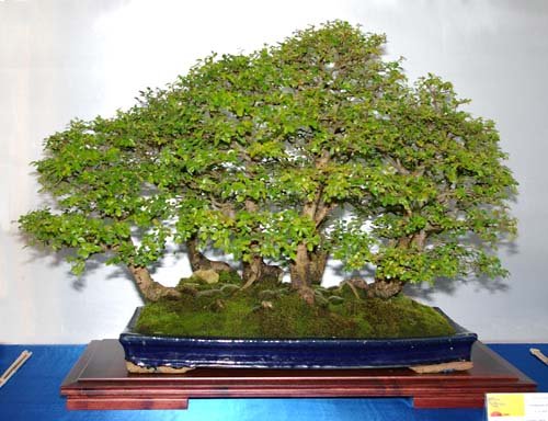 japanische aprikose bonsai Acer palmatum