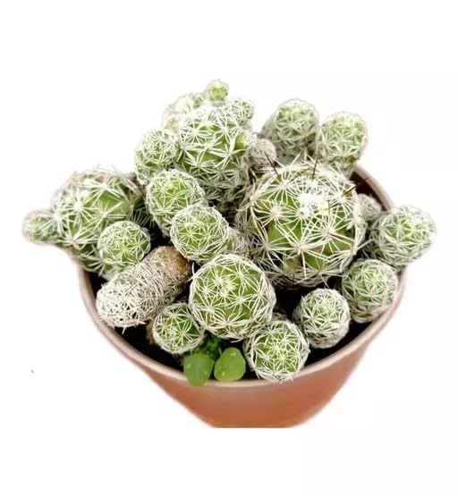 Plant For Office The Thimble Cactus (Mammillaria Gracilis) Indoor Live (Healthy Plant)-picture-10