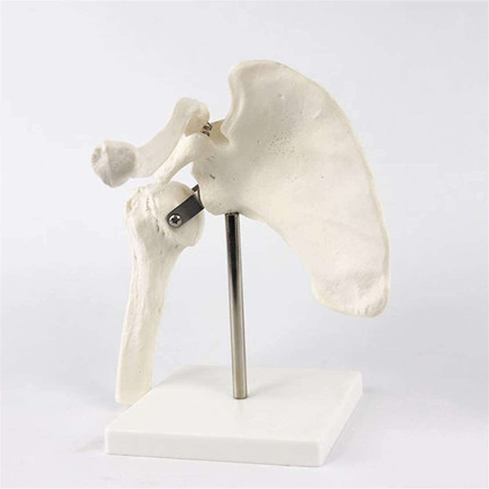 Buy Anatomy Model, Educational Model Shoulder Joint Anatomical Model Human Simulation Skeleton