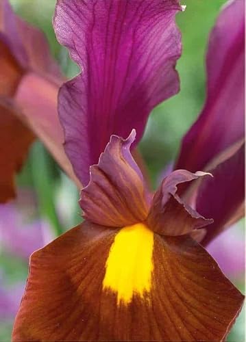 15 bulbi di Iris hollandica Red Ember | bulbi di iris rosso porpora | bulbi autunnali | MY PLANTIS | spediti da italia