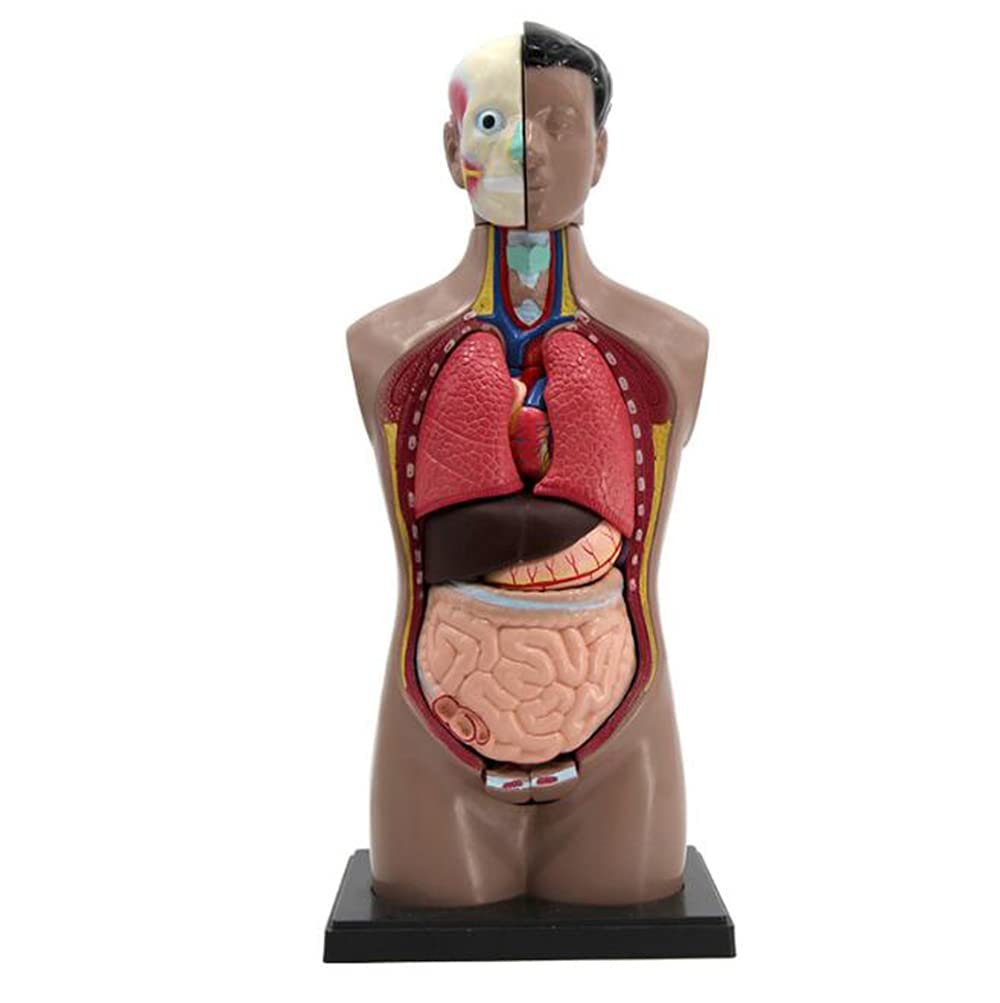 ERNZI 42 cm Torso-Modell – medizinisches 3D-Modell anatomisches Anatomie-Torso-Modell – Modell Torso-Modell des menschlichen Körpers – für den naturwissenschaftlichen Unterricht Demonstratio