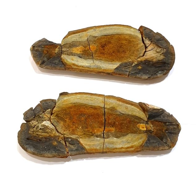 Pteronisculus cicatrosus Fisch Fossil (Fossilien) PAM2