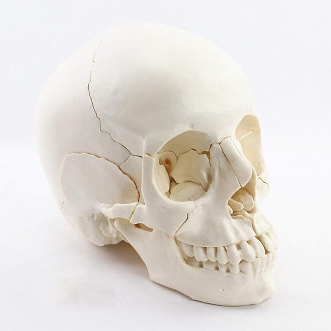 Amazon 歯科医院のための4d人間の頭蓋骨モデル 22部の取り外し可能な頭蓋骨解剖学モデルメディカルヘッドモデル 子供たちの学習教育表示 生物 動物 人体 おもちゃ