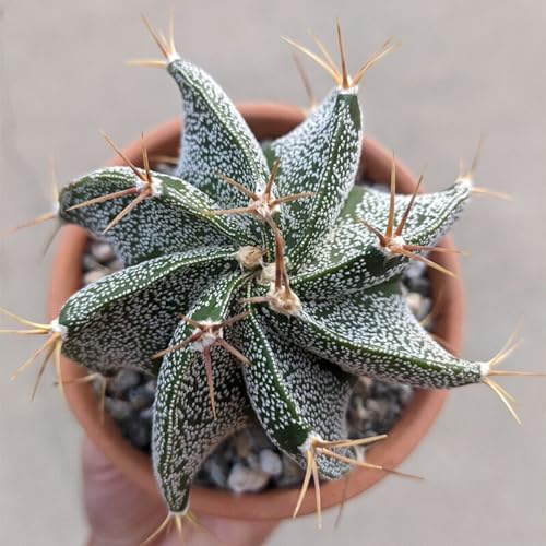 Monk's Hood Cactus (Astrophytum ornatum) - Extra Large - Live Houseplant - Ornamental - Collector Plant