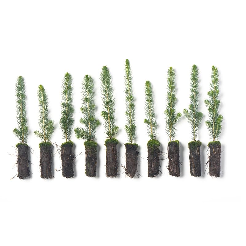 Arbor Day Foundation White Spruce Live Tree Seedling Plugs 10-Pack