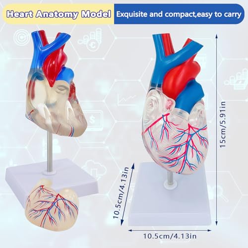 Image of Life-Size Transparent Human Heart Model, 2-Part Detachable Heart Anatomy Model for Education, Cardiology Study, Patient Demonstration