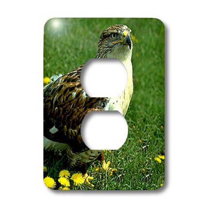 Feruginous Hawk 2 Bouchon de prise pour masquer les trous de plaque lsp_677_6