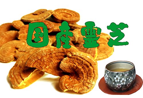 大きい 霊芝 幅51.5 奥行47.5 高さ12 （cm）