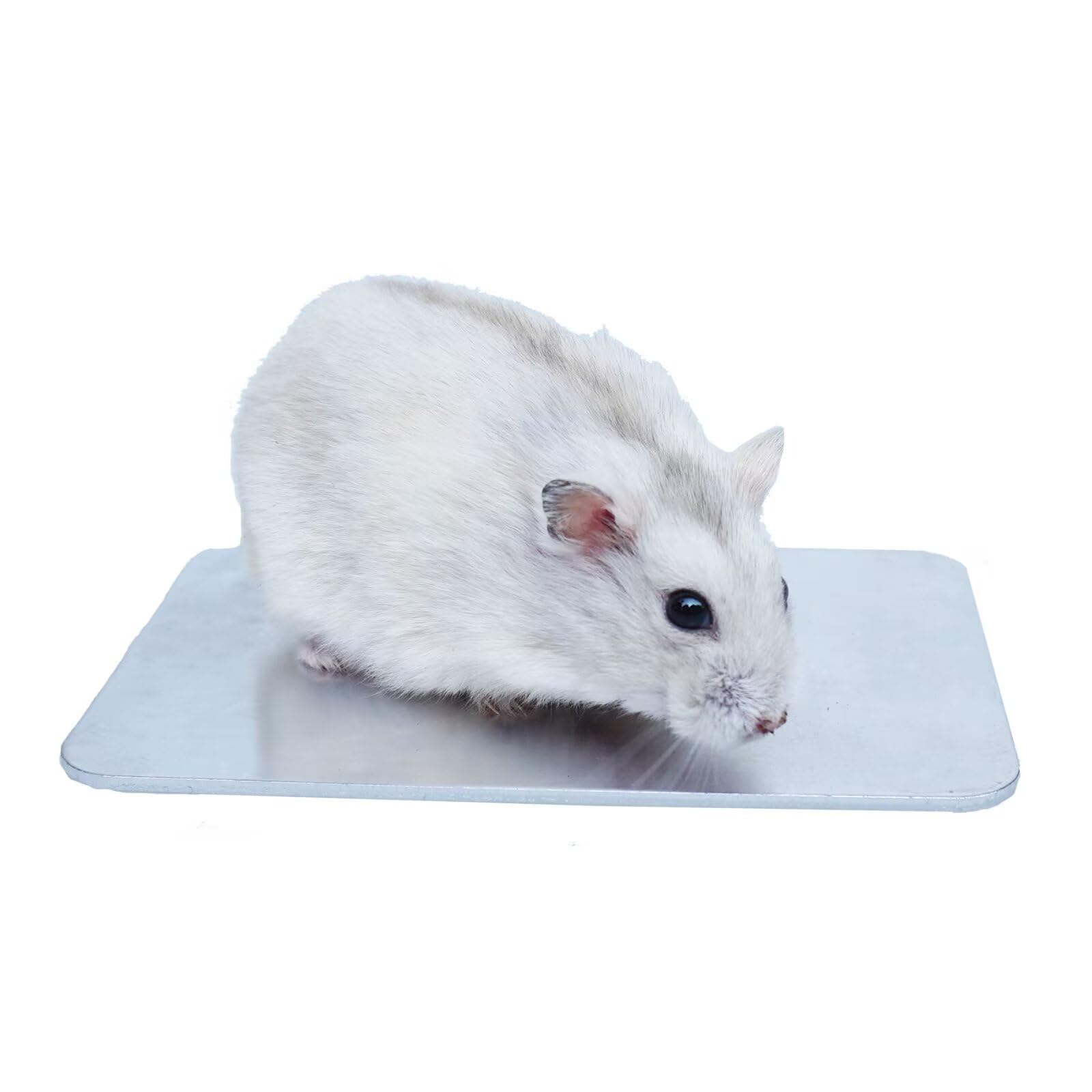 Płytka chłodząca dla chomika 12 cm x 8 cm, niezbędny dodatek do letniej klatki dla chomika